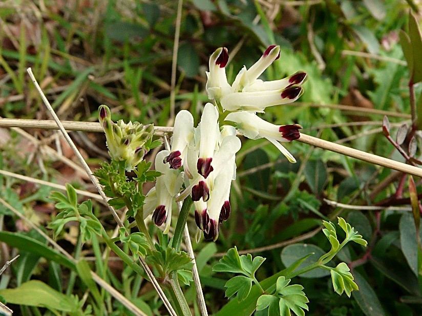 Fumaria capreolata / Fumaria bianca